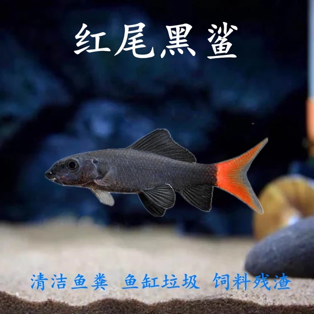 彩虹鲨金苔鼠红尾黑鲨清洁鱼工具鱼热带淡水小型鱼观赏鱼好养耐活