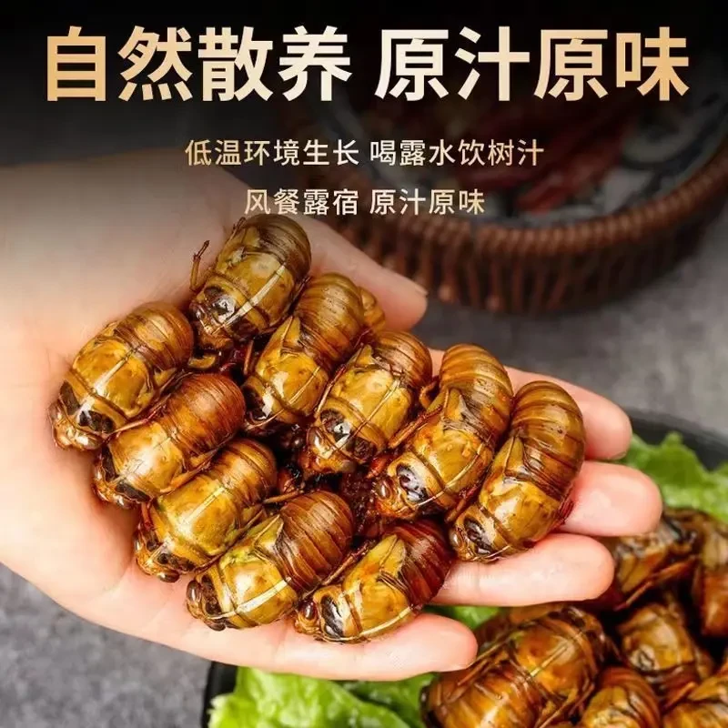 2025新鲜金禅知了猴速冻现抓爬叉猴蝉蛹活体速冻