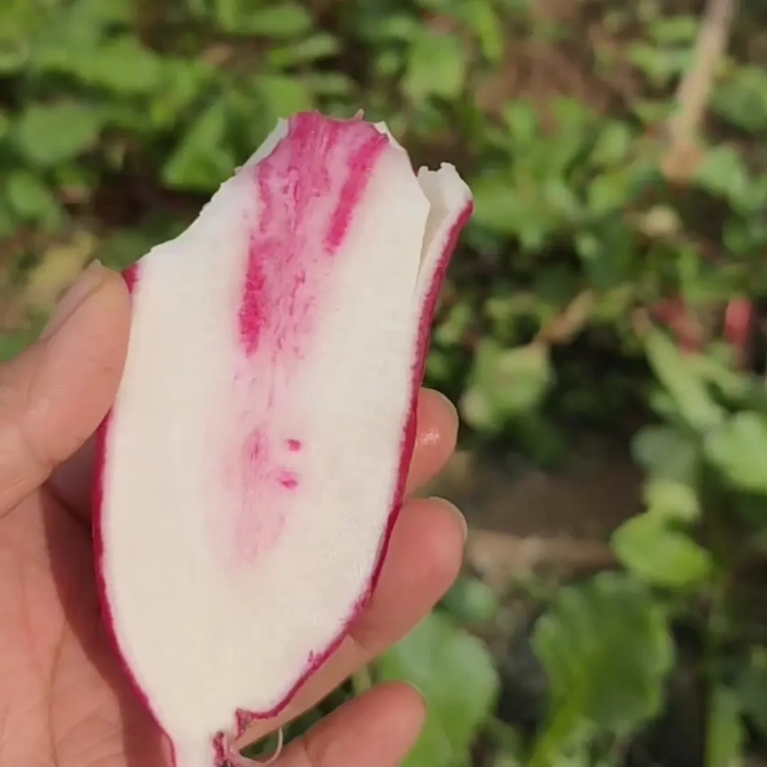 新鲜穿心红萝卜现拔现发甜脆农家萝卜