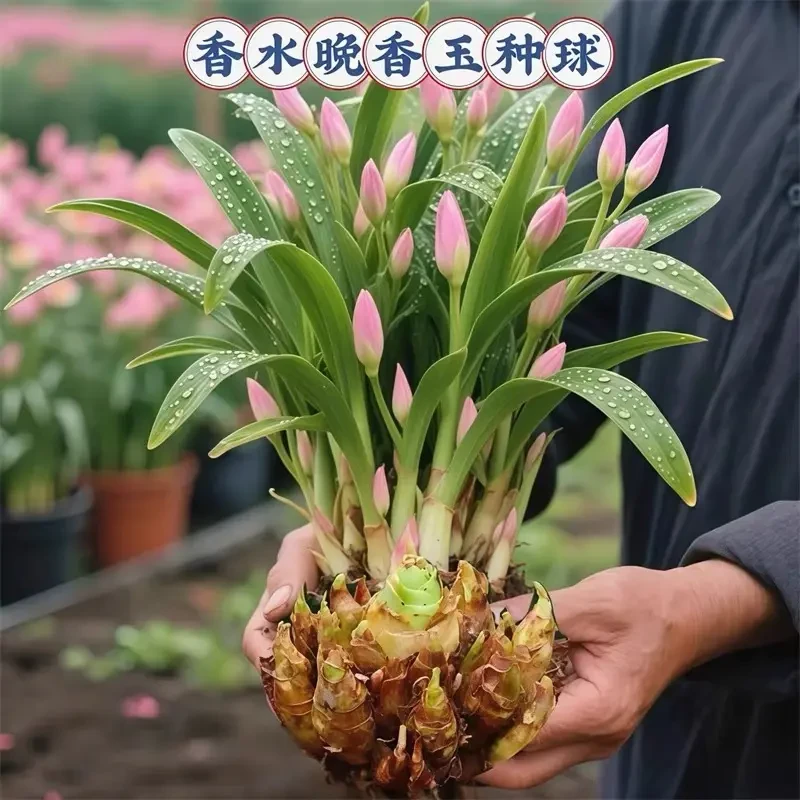 【花卉】晚香玉重瓣浓香型种球多年生盆栽植物室内外庭院易种活