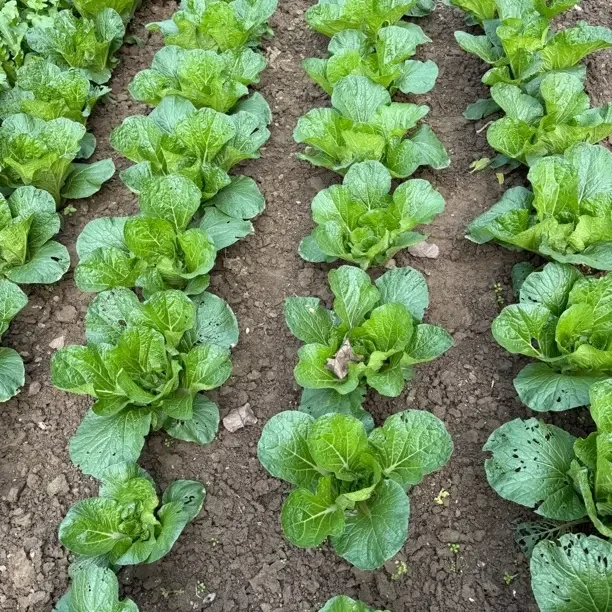 农村爷爷奶奶自种白菜秧白菜苗