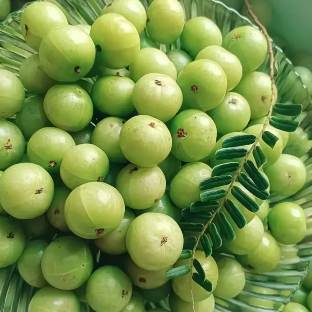 云南特产滇橄榄 新鲜采摘牛甘果 酸涩回甘水果 孕妇可食现摘现发