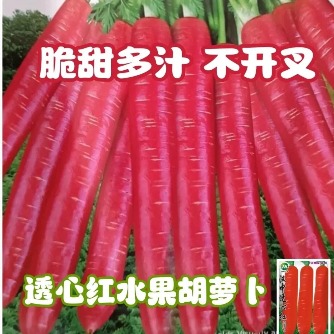 糖心水果胡萝卜种子四季波玫瑰红红萝卜种籽甜脆红胡萝卜种子