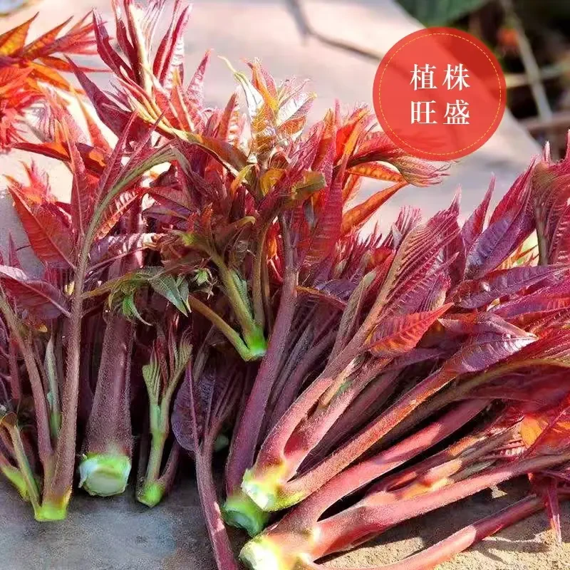 红香椿种子四季种植家庭阳台小院盆栽地栽四季种植