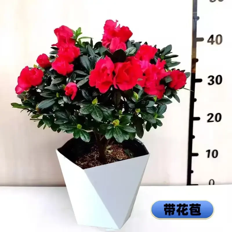 【带花苞】杜鹃盆栽发货四季种植带抗寒抗冻阳台种植花卉映山红好养