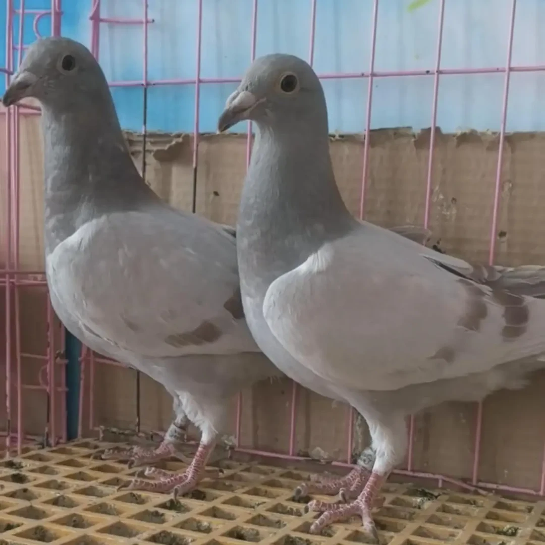 落地王鸽子纯种大体活体生鲜肉鸽信鸽观赏鸽