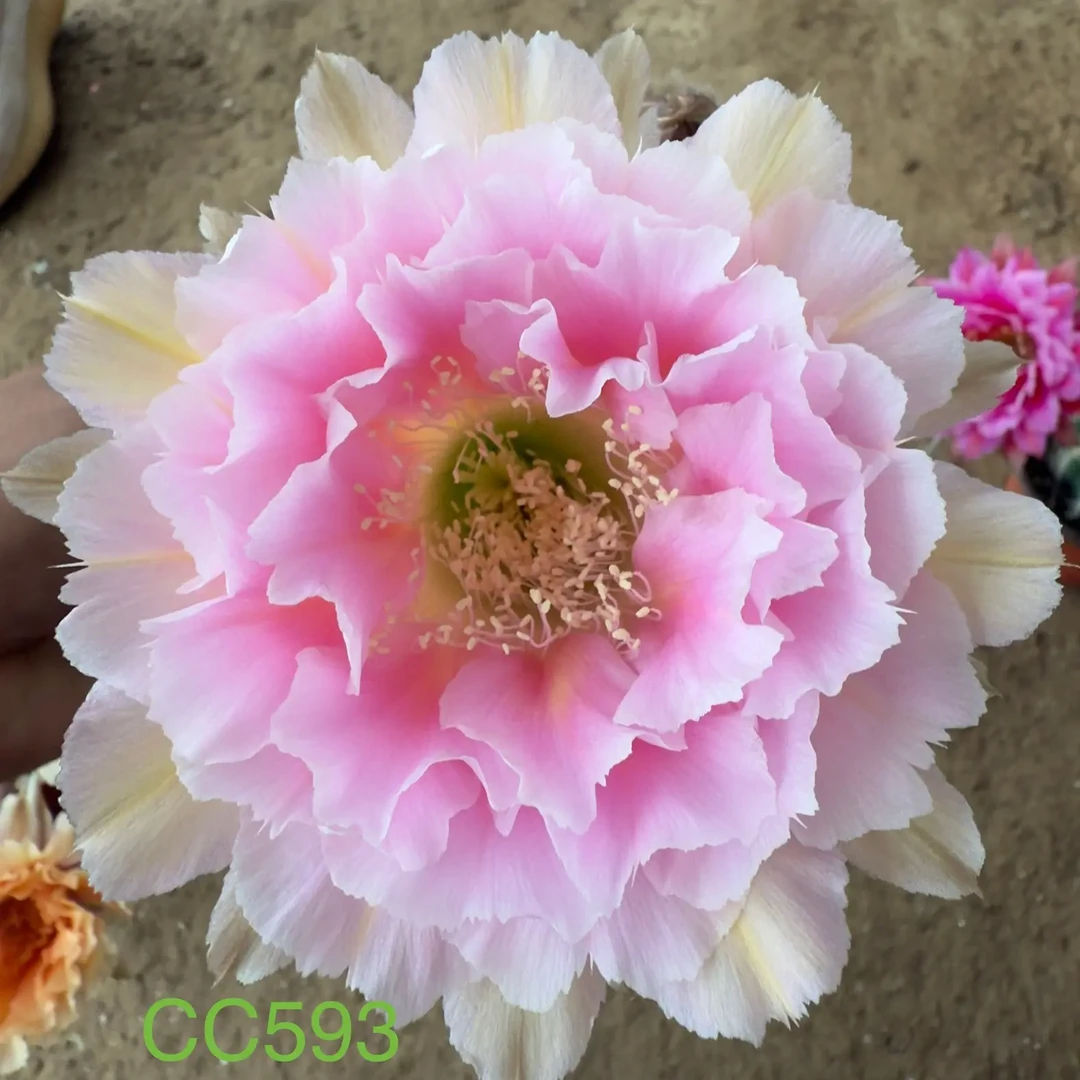 彩草无根侧芽CC593花仙子