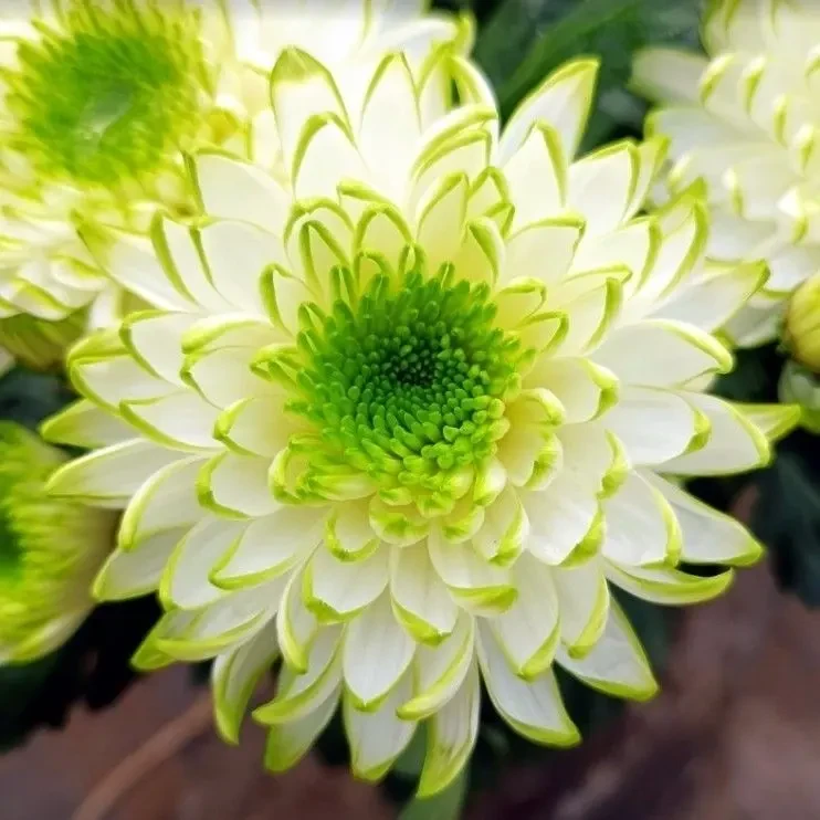 【绿天赞】大花富贵菊 九月大菊盆栽开花好看