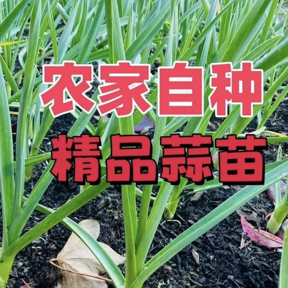 （小赵班长）现挖新鲜红根蒜苗