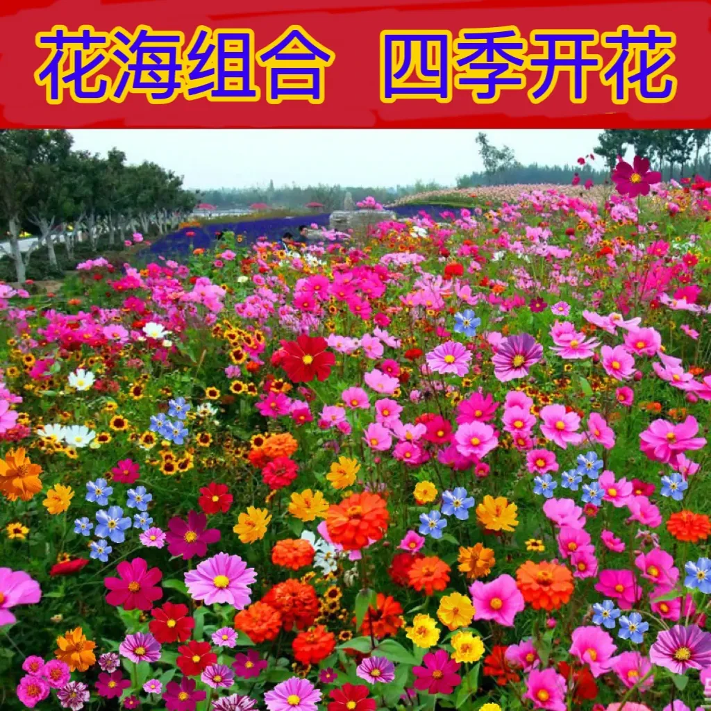 野花组合花海花种子耐寒室内外播种格桑花种籽太阳花种孑四季开花