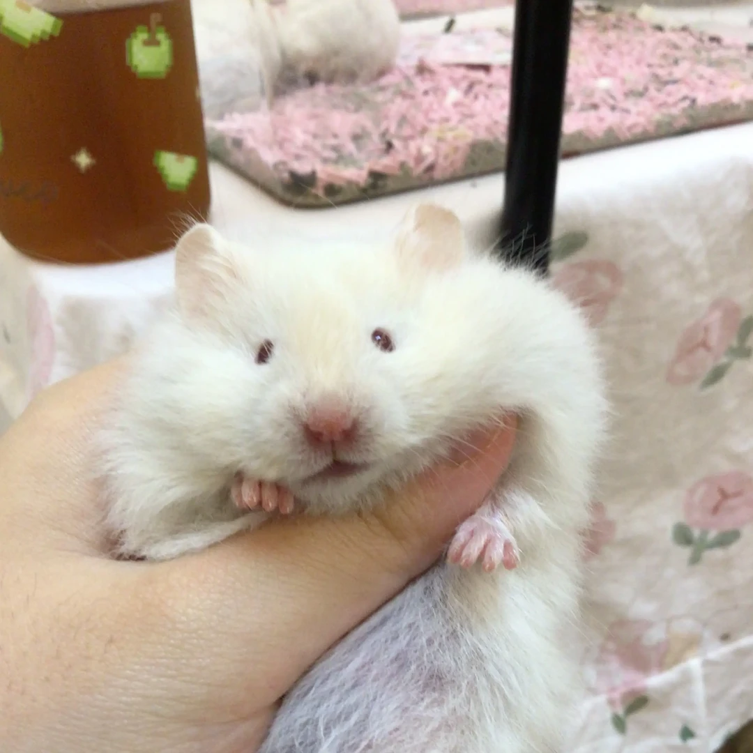 家养温顺可爱玩偶