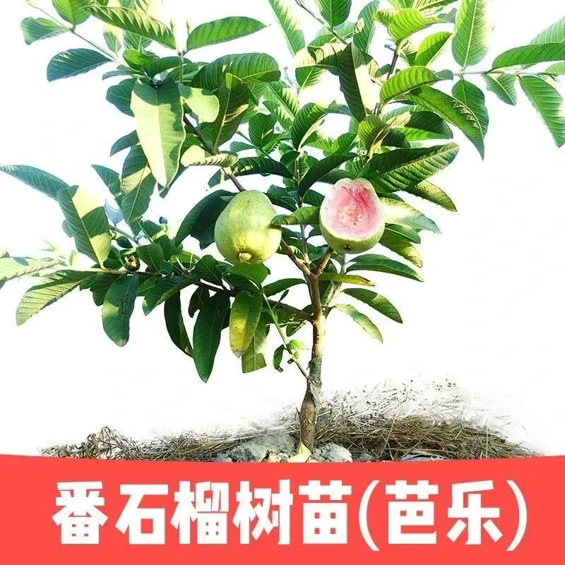 广东嫁接红宝石番石榴苗珍珠白肉高产果大芭乐苗南方庭院种植果苗