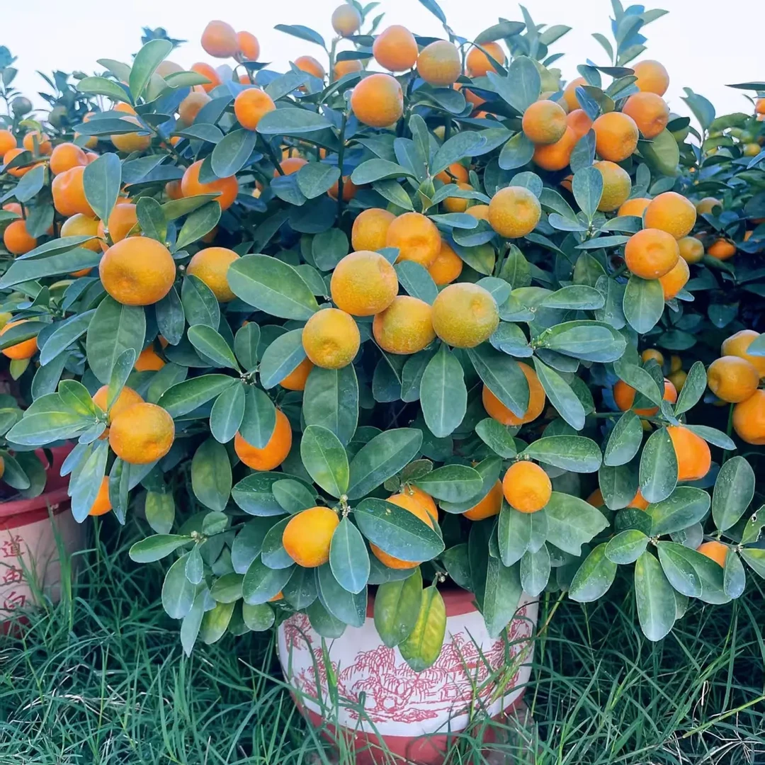 带青果发货的金桔盆栽好养室内阳台种植