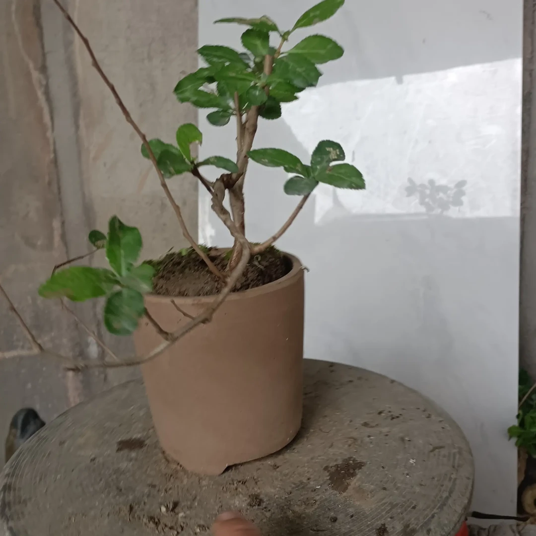 悬崖临水型海棠花盆景私拍随意发