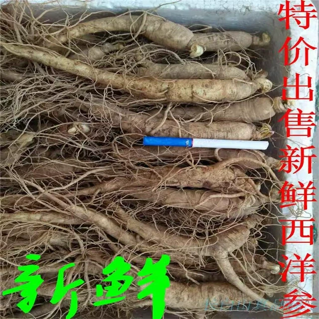 长白山现挖新鲜西洋参鲜花旗参鲜人参500克45支煲汤泡酒饭店专用