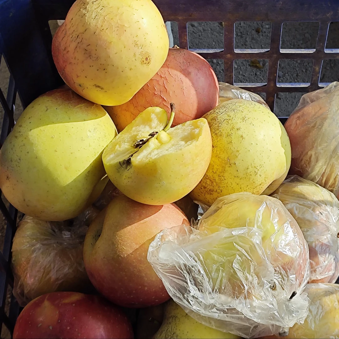 正宗产地直发丑苹果，有着红富士的脆甜骨架丑苹果的糖心灵魂