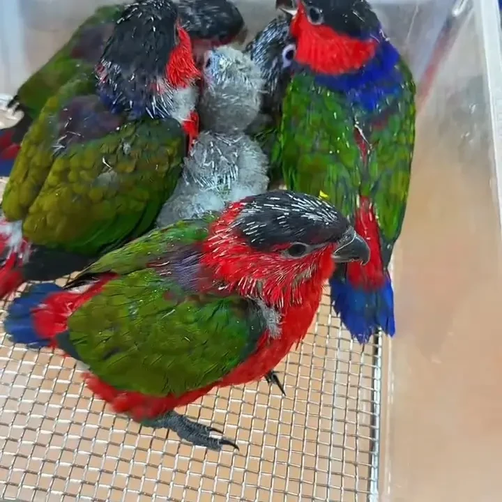 黑顶吸蜜鹦鹉手养半毛、全毛、断奶