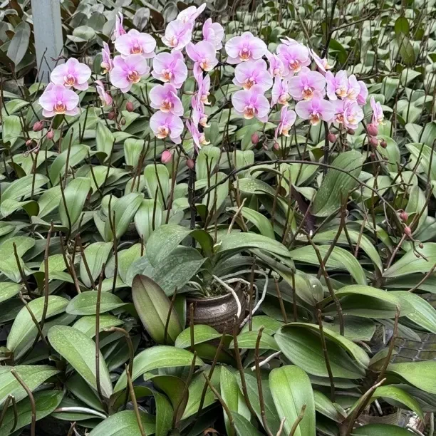 蝴蝶兰1物1拍专用链接-云南昆明基地直发