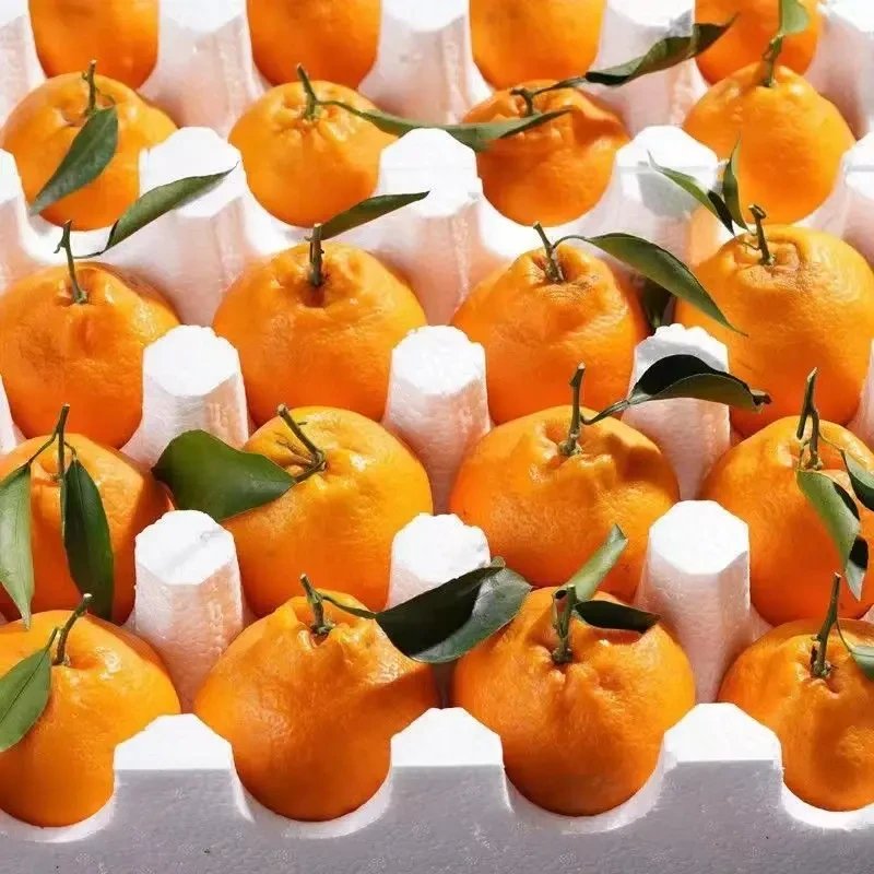 四川春见粑粑柑新鲜水果当季整箱爆甜多汁特价现货现发5-8斤