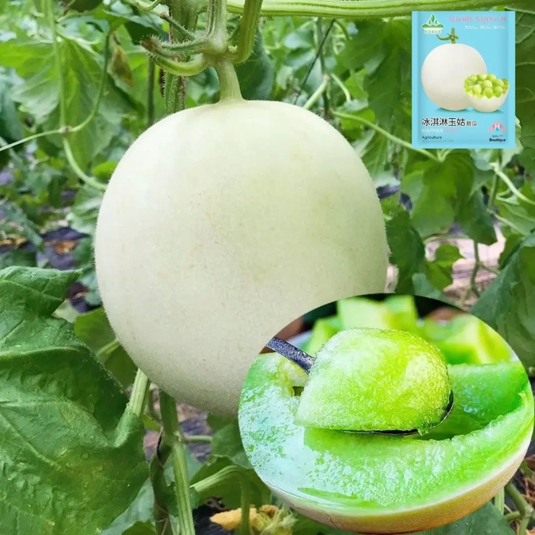 冰淇淋玉菇甜瓜香瓜种籽懒人奶香可食用白甜瓜水果种子玉姑冰激凌