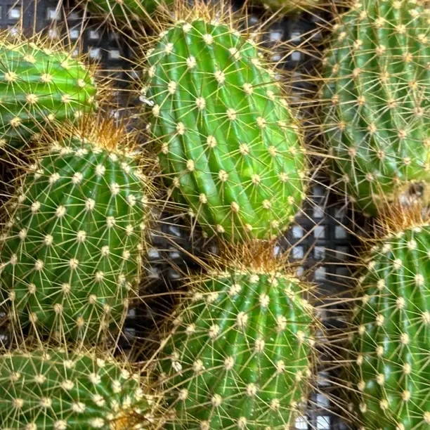 毛花柱盲盒 9个侧芽 不标名字