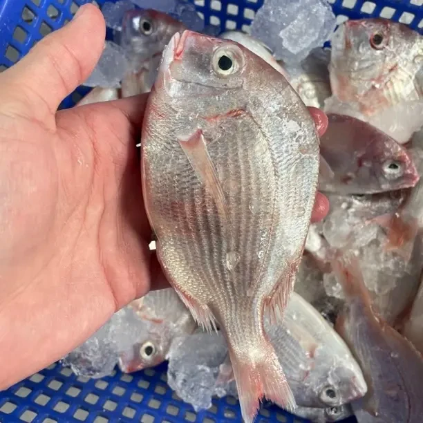 广东闸坡码头野生红立鱼，肉质清甜，鲜嫩好吃