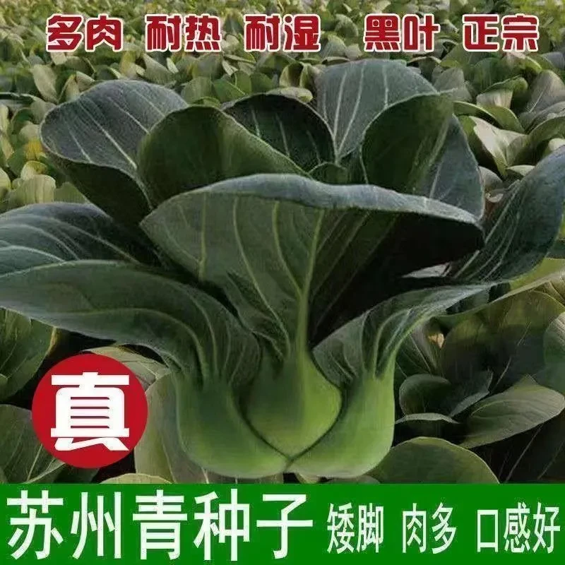 黑叶苏州青种子矮脚嫩糯青菜上海青四季南方北方蔬菜种子蘑菇菌包