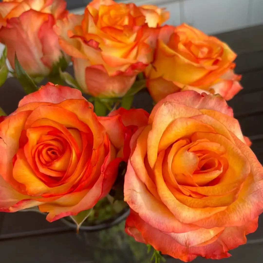 【阿馥苑】娇颜高端切花月季花苗大花玫瑰花苗