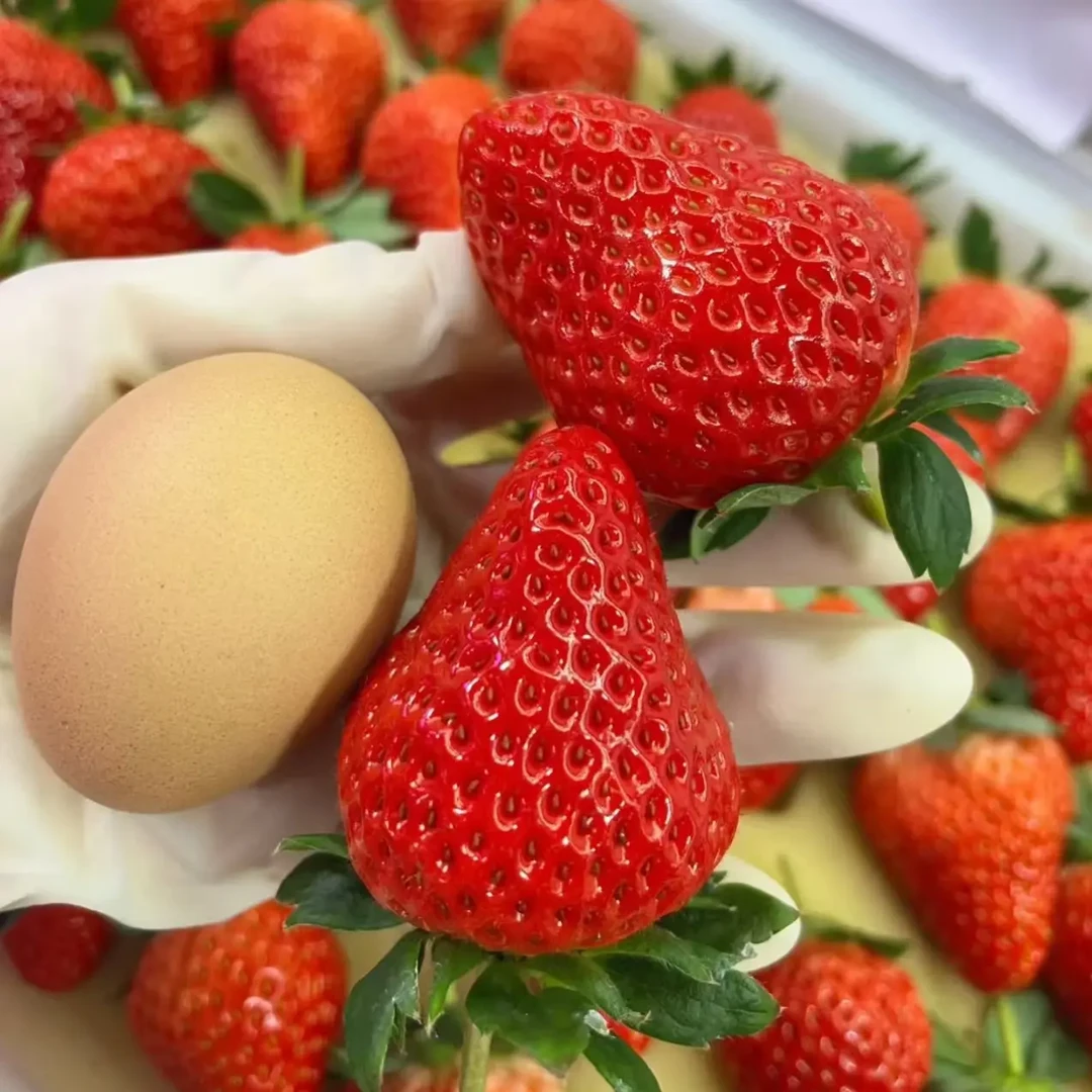 新鲜采摘正宗长丰草莓香甜多汁应季水果顺丰京东包邮
