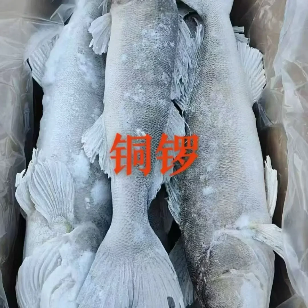 冻板铜锣鱼速冻发货顺丰2条鱼4.5-5斤