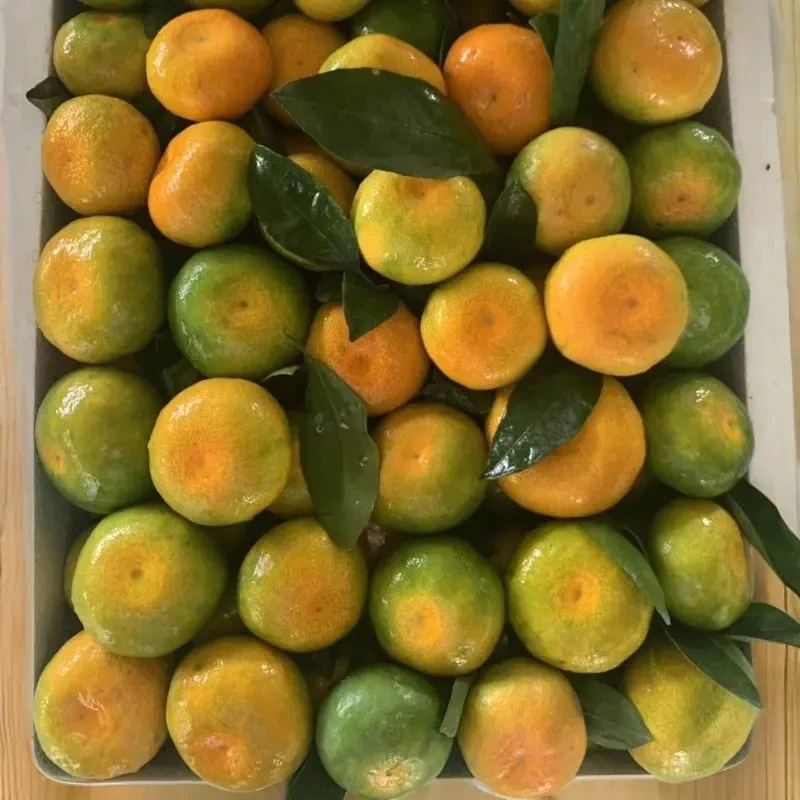 【现摘现发】云南青皮蜜橘子早熟酸蜜桔子酸甜薄皮多汁蜜橘新鲜水果