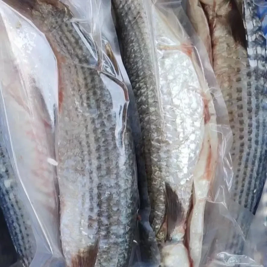 惠来野生乌头新鲜海乌鱼顺丰速冻发货