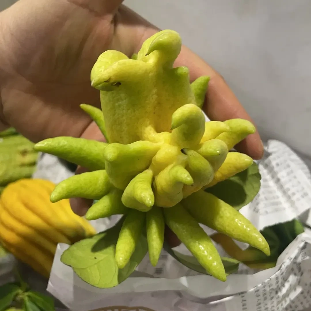 云南高山新鲜采摘佛手柑可观赏食用还能做天然香薰