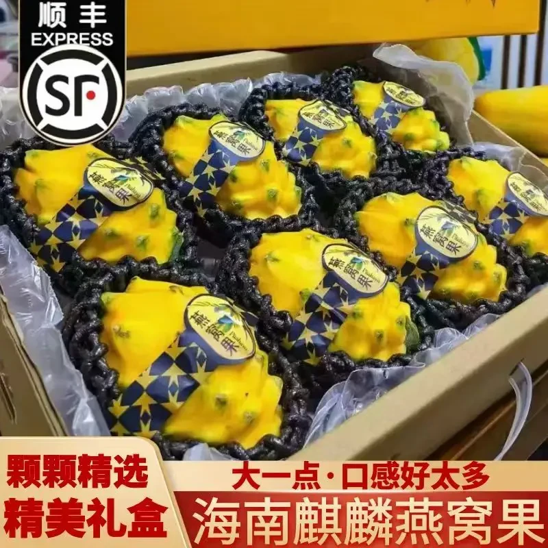 海南麒麟燕窝果当季新鲜黄皮白心火龙果热带特产水果整箱顺丰包邮