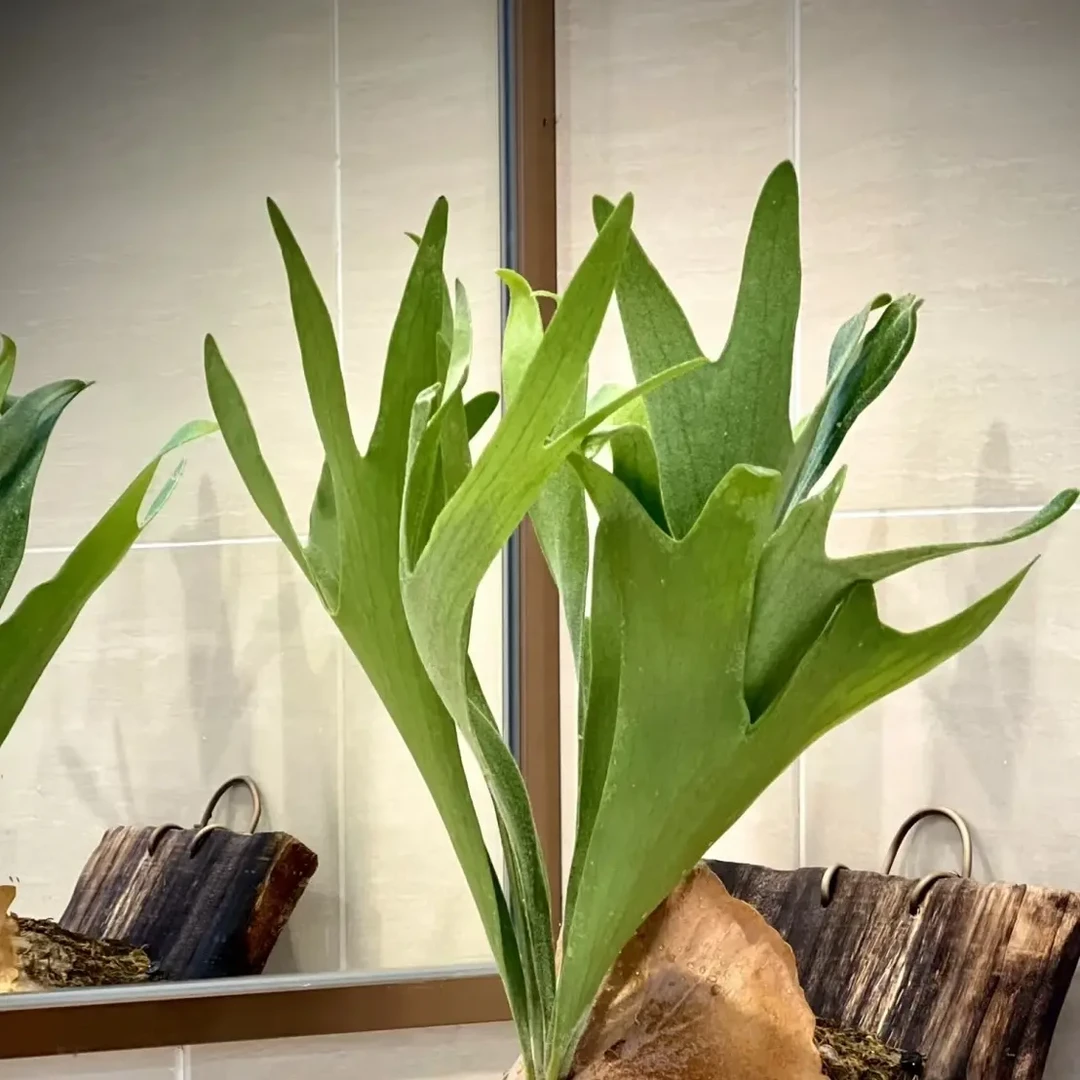 鹿角蕨女王耐热多年生ins风高级桌面盆栽二歧原盆原土发货