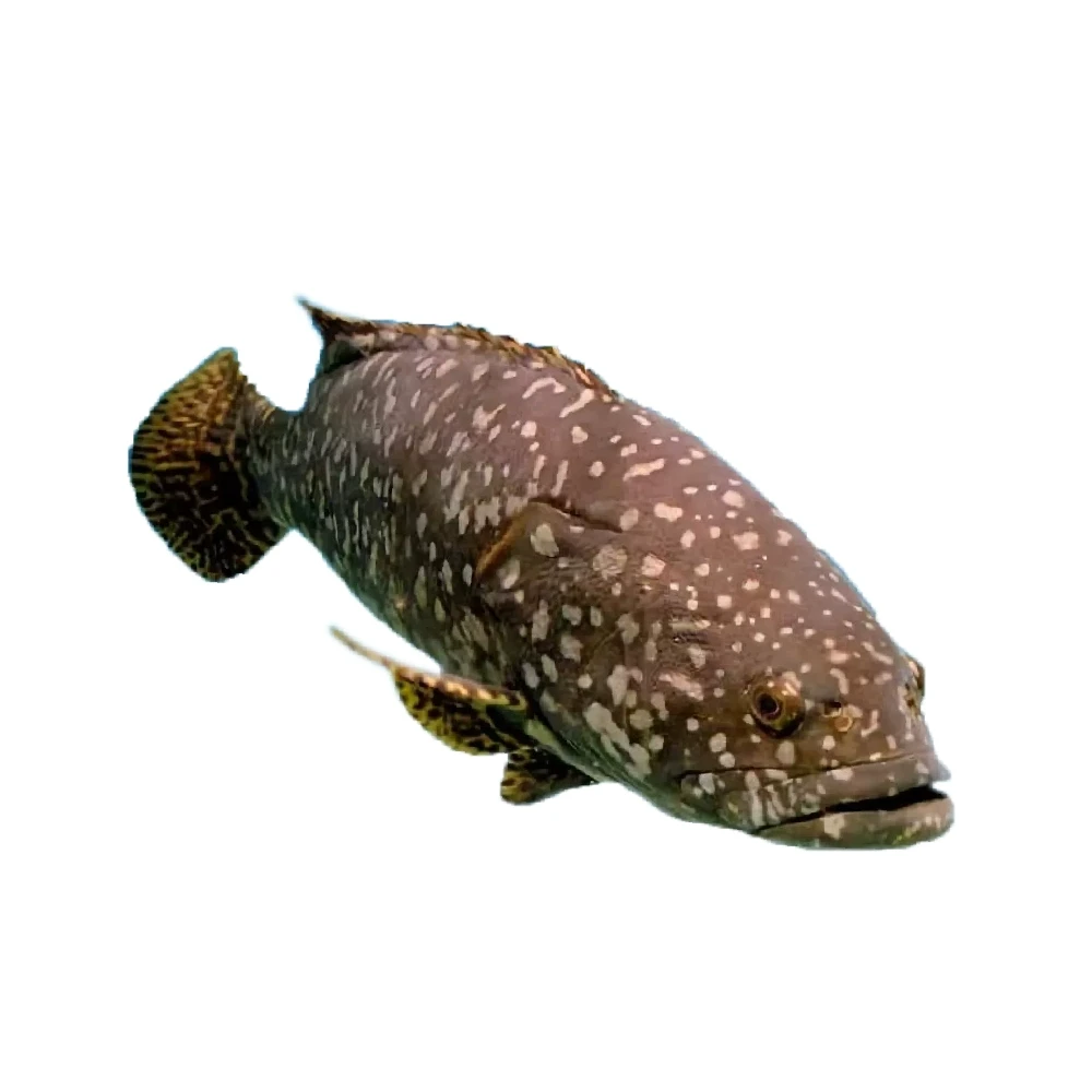 鲜活整条大龙趸石斑鱼 3-4kg/条