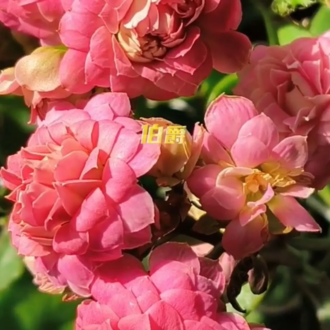 伯爵，粉色超大花，花大色艳，花是真大呀