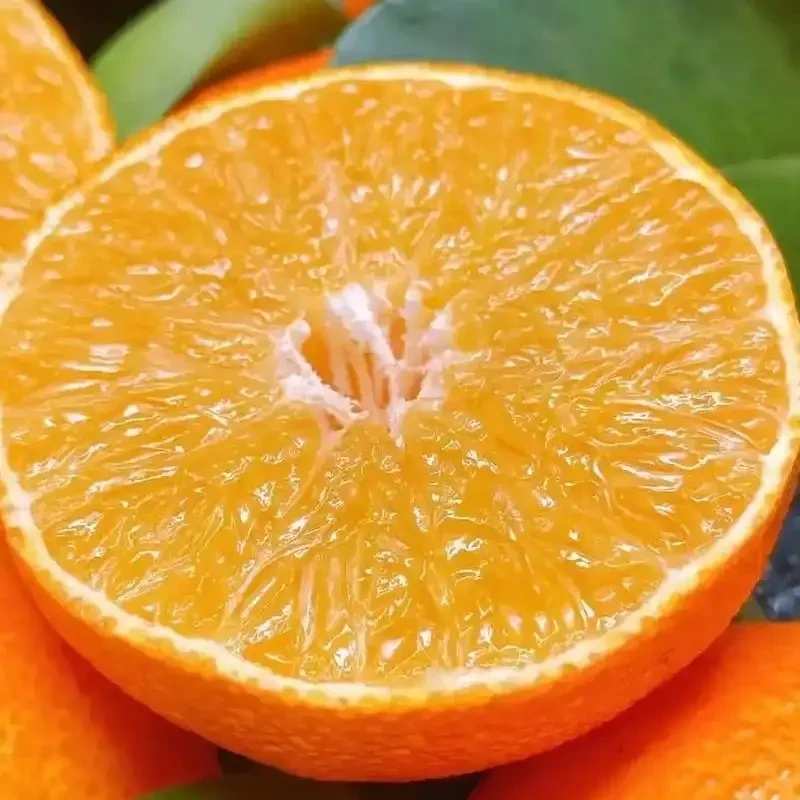 正宗象山红美人新鲜现摘当季水果爆甜多汁无籽无渣（江浙沪包邮）