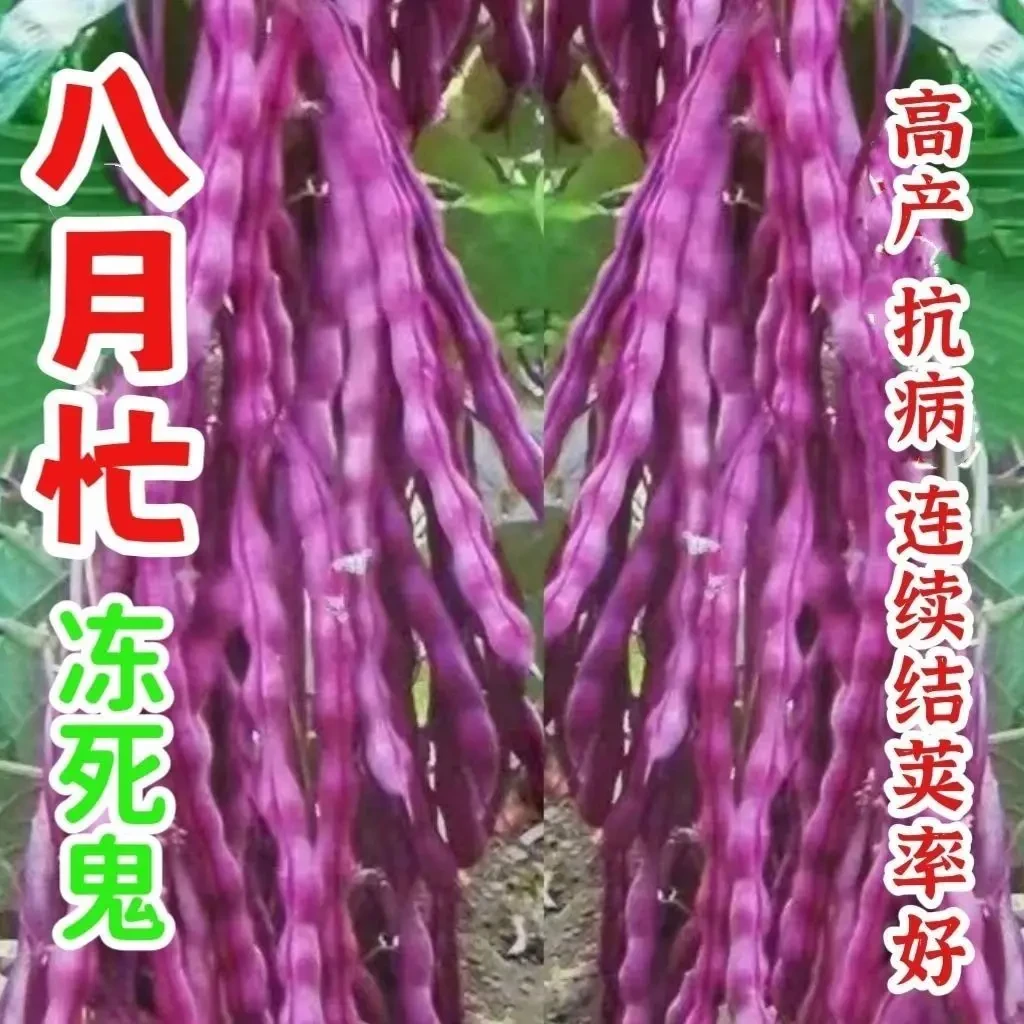八月忙冻死鬼豆角种子耐寒耐热高产无筋豆角四季红四季豆易种豆角