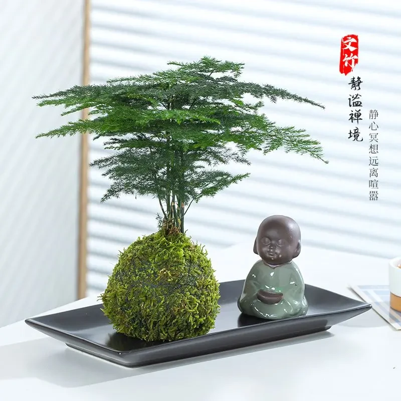 文竹盆栽室内摆件绿植微型盆景客厅书房茶几净化空气好养易活植物