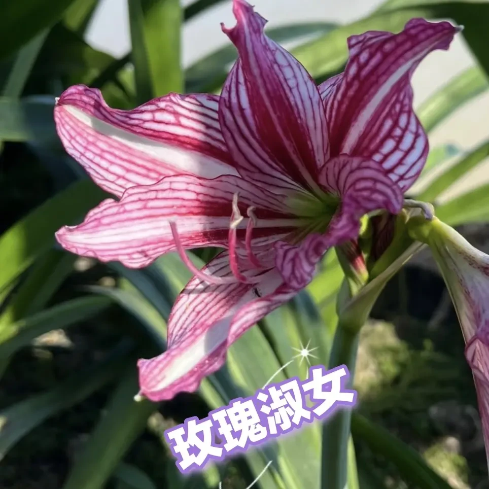 单瓣重瓣朱顶红九月玫瑰线玫瑰淑女梦幻贵妇汤姆地栽盆栽朱顶红