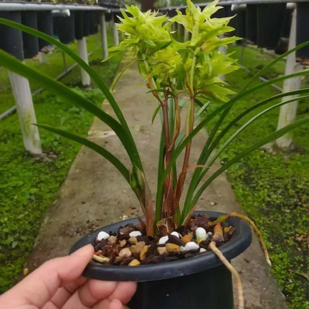 春兰浓香型奇花花开富贵绿花开多苗带多花苞兰花大盆盆栽