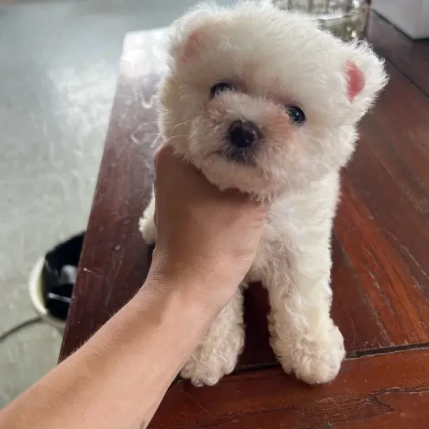 比熊泰迪熊小型犬小狗灰色泰迪犬雪纳瑞博美小型狗皮皮宠物直播
