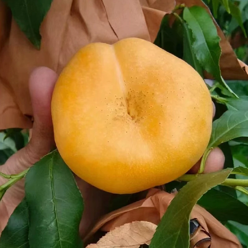 嫁接油蟠6-6蟠桃树果苗早熟金香妃黄金油蟠桃树苗南北方盆栽地栽