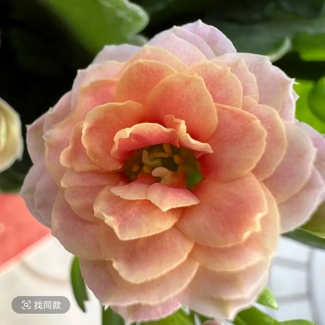 长寿花-（梦江南）新品种 颜色渐变