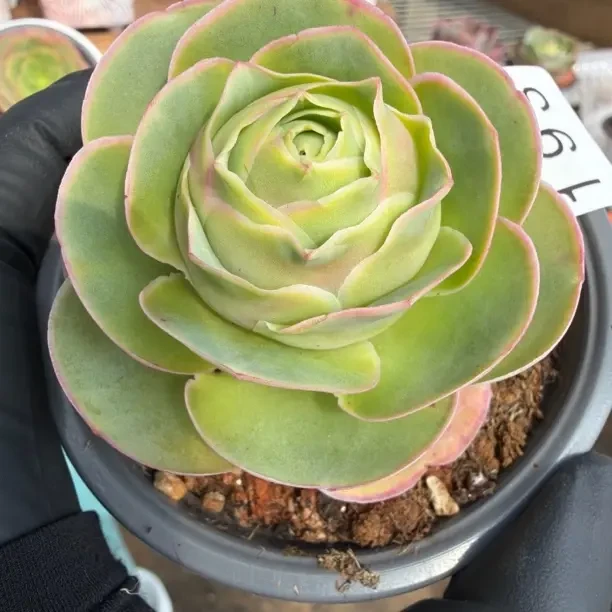 193玫瑰多肉植物山地玫瑰室内外耐热好养盆栽