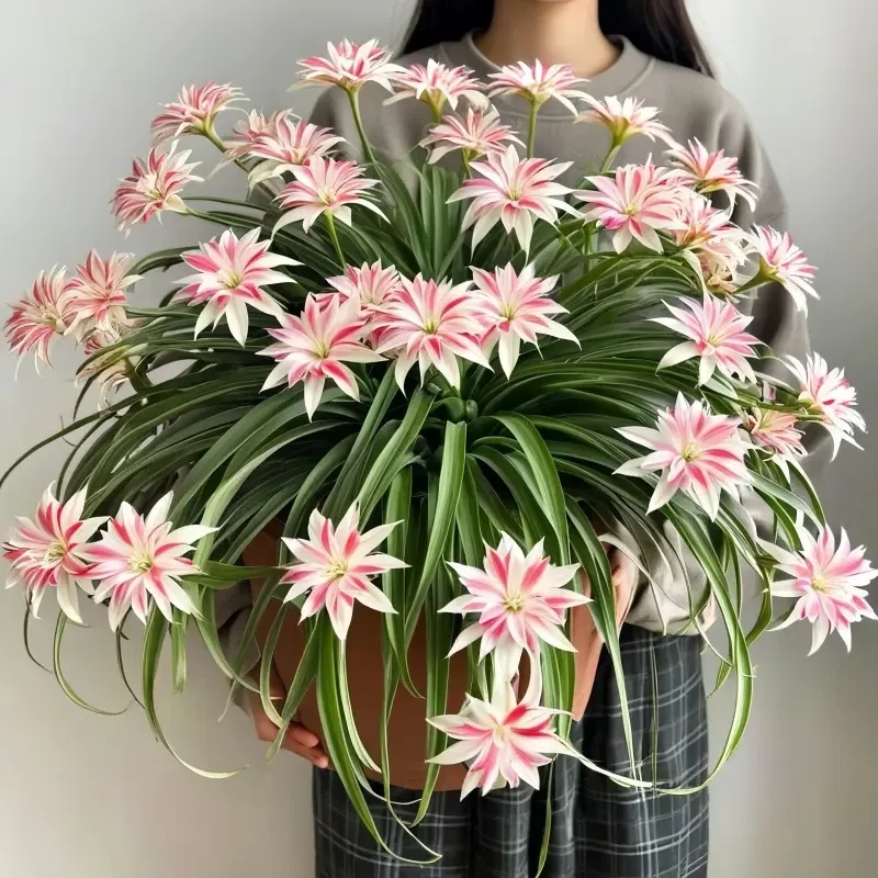 金边吊兰盆栽重瓣大花浓香型植物室内外耐寒热花卉绿植好养活种球