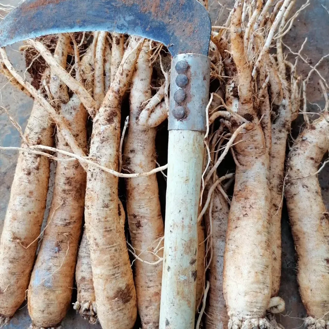 党参（新鲜特大条煲汤泡酒优选产地直发）