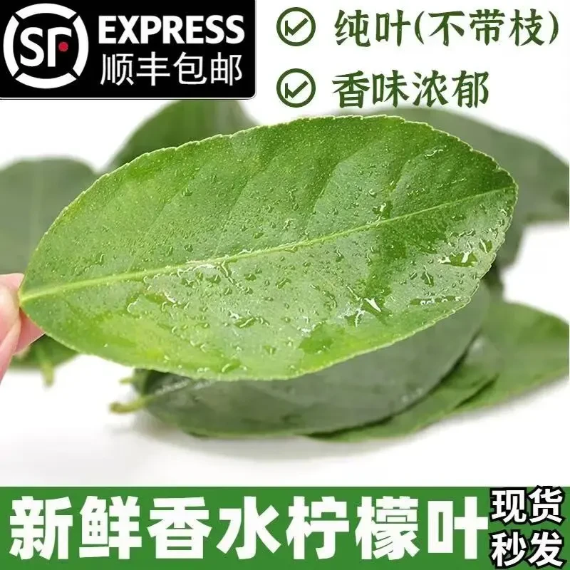 【果园现摘直发】新鲜广东香水柠檬叶鱼生 西餐 香料 配料