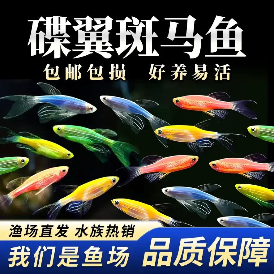 【渔场直发】 高端碟翼蝶翼长尾斑马鱼观赏鱼热带鱼活体鱼